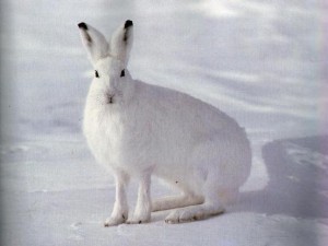Заяц-беляк-300x225.jpg