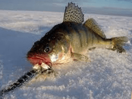 Зимняя рыбалка на рыбу Судак